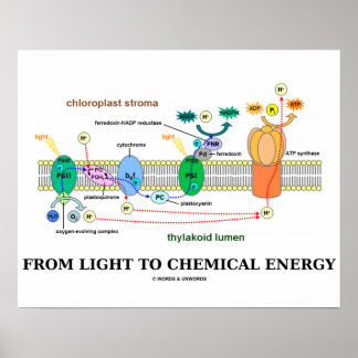 From Light To Chemical Energy (Photosynthesis) Poster