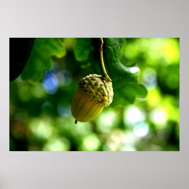 From little acorns grow mighty oaks poster (Front)