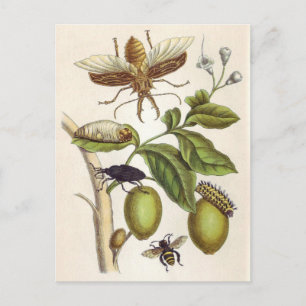 from Metamorphosis insetorum Surinamensium, Plate Postcard