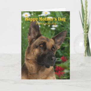 German shepherd mother's store day