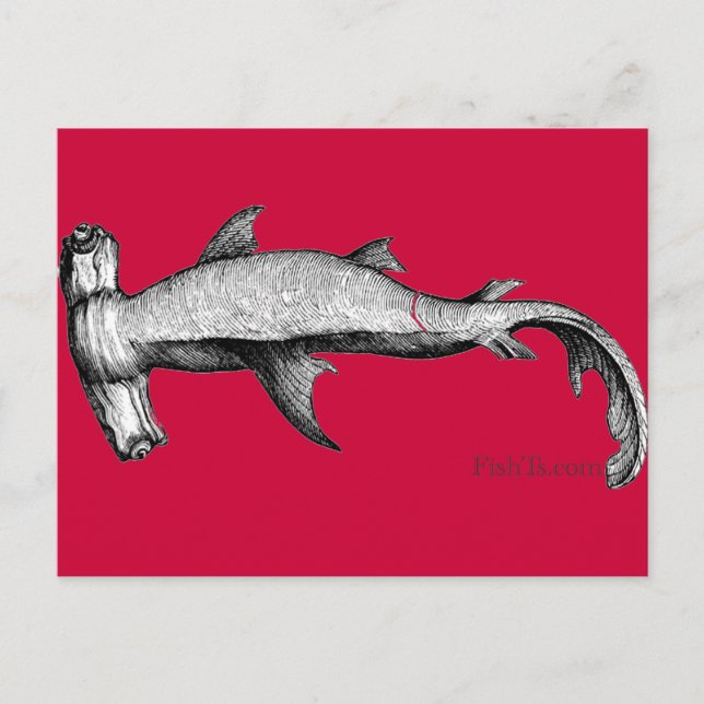 From the Sharks Collection Postcard (Front)