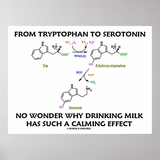 From Tryptophan To Serotonin (Chemistry Humor) Poster (Front)