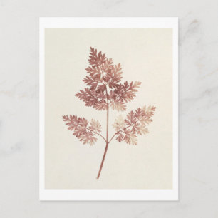 Fronds of Leaves, 1843 (b/w photo) Postcard