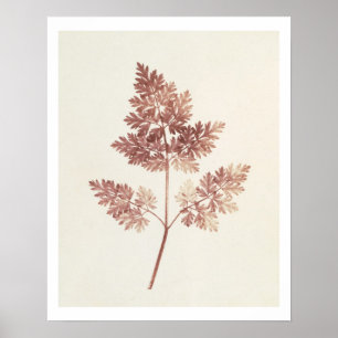 Fronds of Leaves, 1843 (b/w photo) Poster