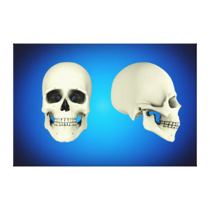 Front View And Side View Of Human Skull Canvas Print