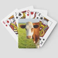 Front view Friesian cow