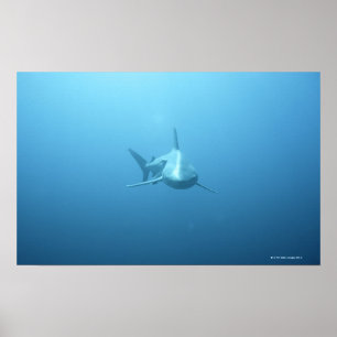 Front view of a Tiger Shark Poster
