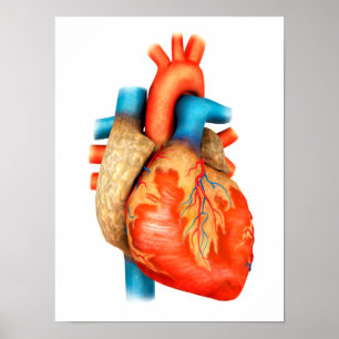 Front View Of Human Heart Poster