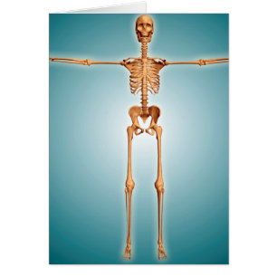 Front View Of Human Skeletal System