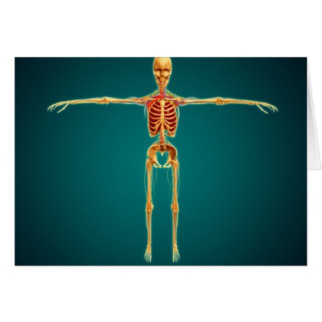 Front View Of Human Skeleton With Nervous (Front Horizontal)