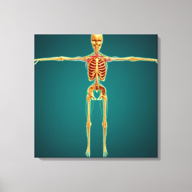 Front View Of Human Skeleton With Nervous Canvas Print (Front)