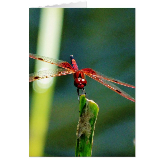 Frontal Red and Black Dragonfly (Front)