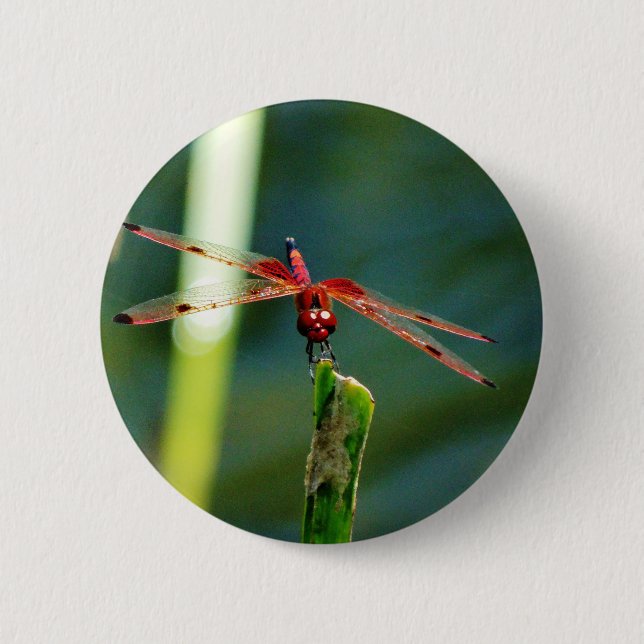 Frontal Red and Black Dragonfly 6 Cm Round Badge (Front)