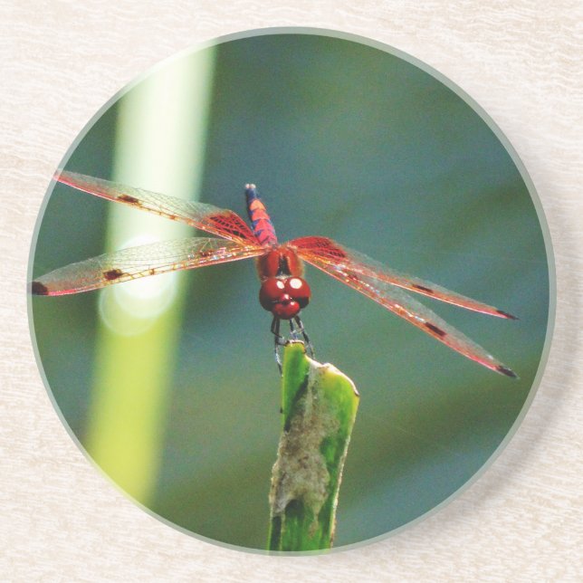 Frontal Red and Black Dragonfly Coaster (Front)