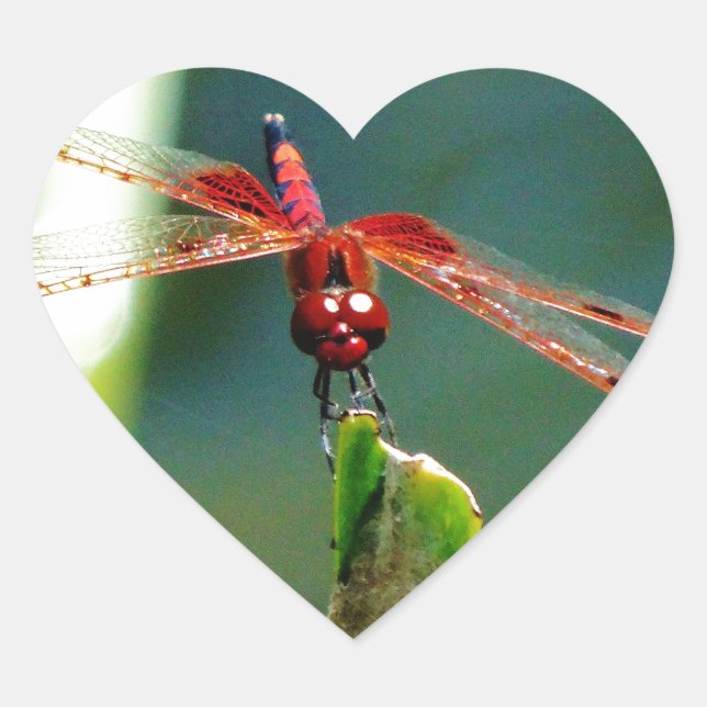 Frontal Red and Black Dragonfly Heart Sticker (Front)