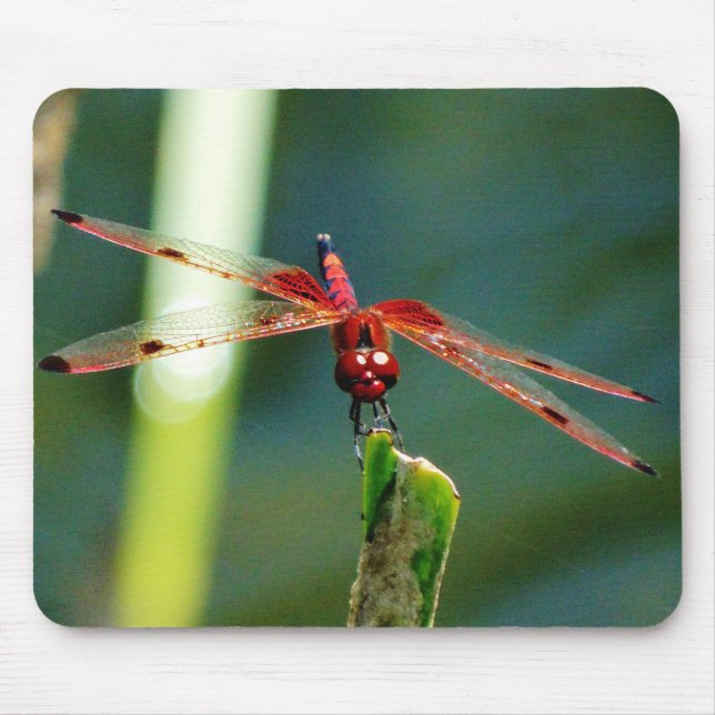 Frontal Red and Black Dragonfly Mouse Mat (Front)