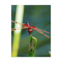 Frontal Red and Black Dragonfly