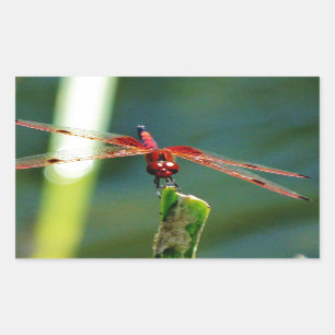 Frontal Red and Black Dragonfly Rectangular Sticker