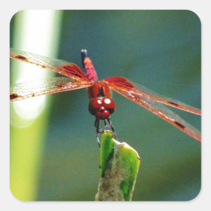 Frontal Red and Black Dragonfly Square Sticker