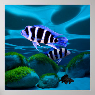 Frontosa Cichlid Plecostomus Aquarium Fish Poster