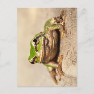 FROSCH POSTCARD