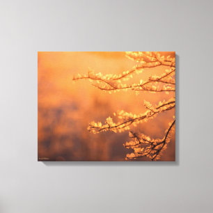 Frost Covered Branch in Morning Light Canvas Print