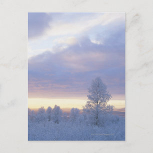Frost-Covered Forest Postcard