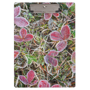 Frost covered leaves, Canada Clipboard