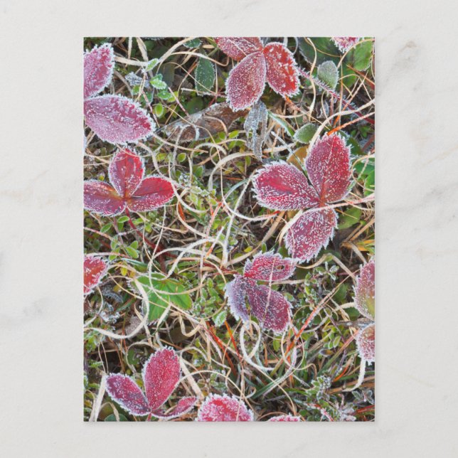 Frost covered leaves, Canada Postcard (Front)