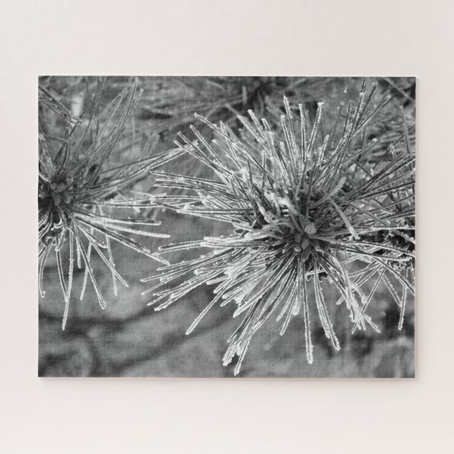 Frost Covered Pine Needles in Black and White Jigsaw Puzzle (Horizontal)