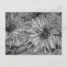 Frost Covered Pine Needles in Black and White