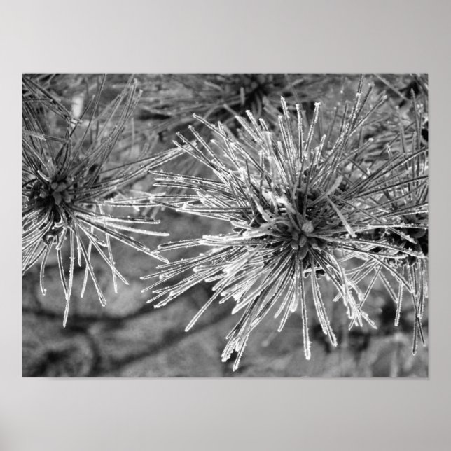 Frost Covered Pine Needles Poster (Front)