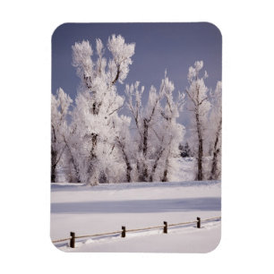 Frost Covered Trees and Fence, Colorado Magnet