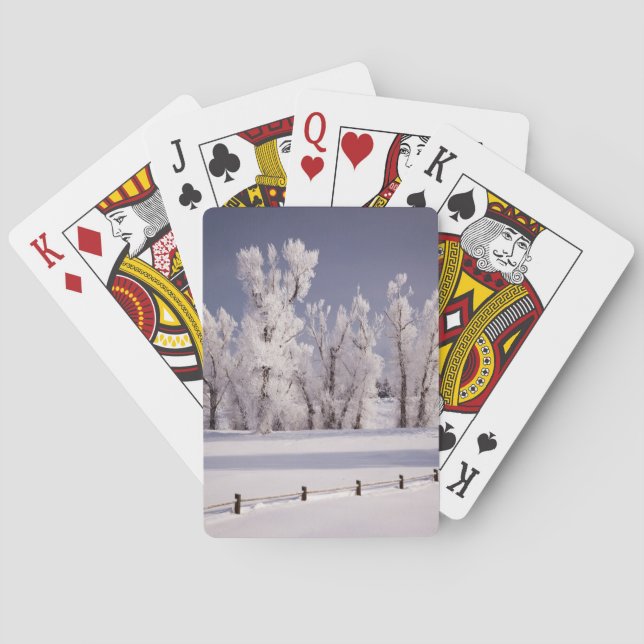 Frost Covered Trees and Fence, Colorado Playing Cards (Back)