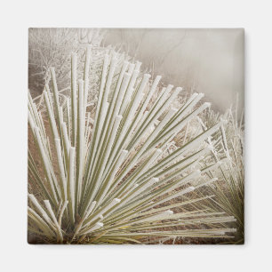 Frost Covered Yucca In Winter Magnet