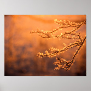Frost Flakes with the Morning Sunrise Poster