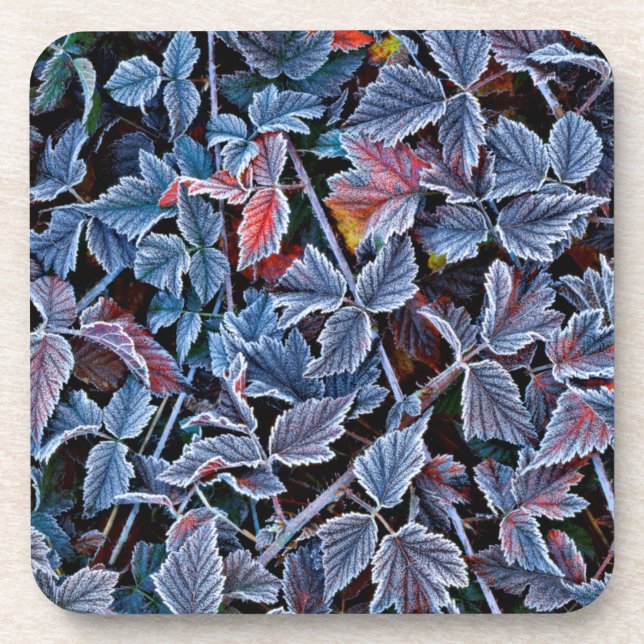 Frost on autumn leaves, Oregon Coaster (Front)