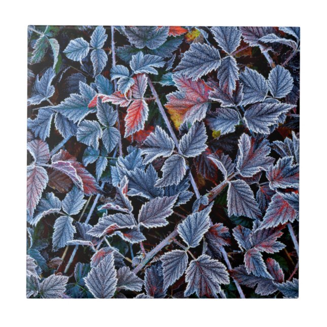 Frost on autumn leaves, Oregon Tile (Front)