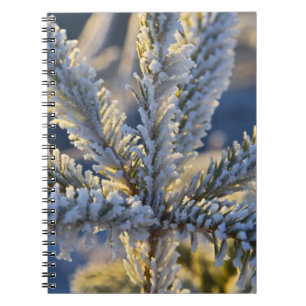 Frost on evergreen tree, Homer, Alaska Notebook