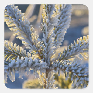 Frost on evergreen tree, Homer, Alaska Square Sticker
