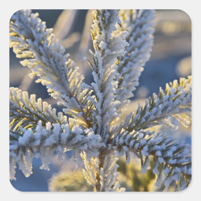 Frost on evergreen tree, Homer, Alaska Square Sticker (Front)
