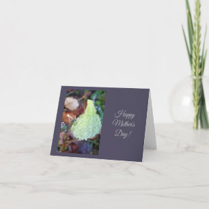 Frost on Milkweed Pod Mother's Day blank Note Card