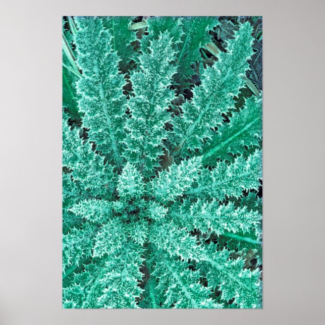 Frost On Thistle, Olympic National Park Poster (Front)