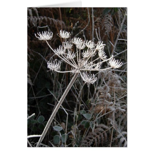 Frost Transformation in Cheshire Card