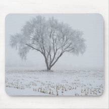 Frost Upon a Lonely Tree