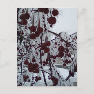 Frosted berries duluth ave holiday postcard