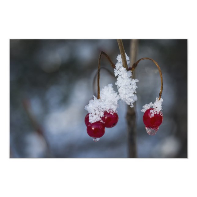 Frosted Berries Photo Print (Front)