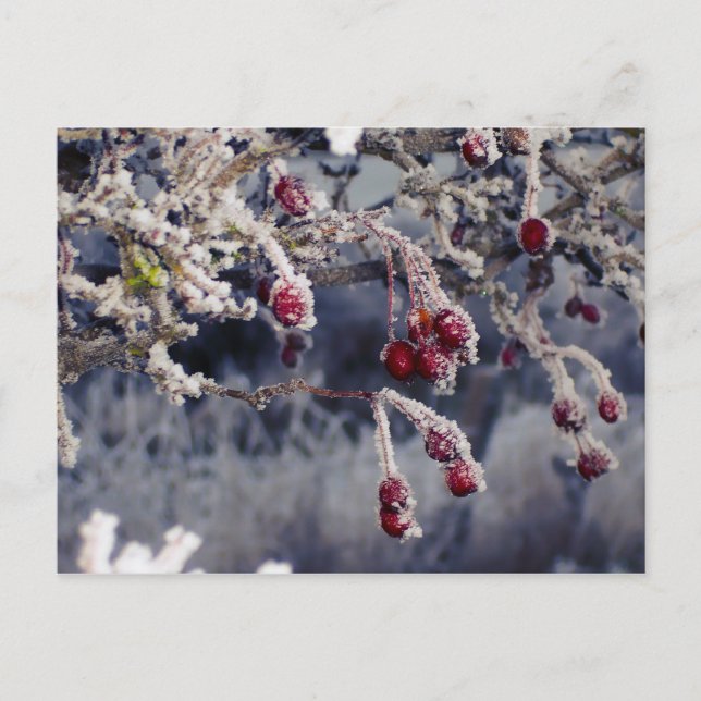 Frosted Berries postcard (Front)