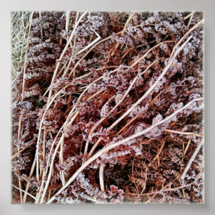 Frosted fern dry dead winter leaves poster