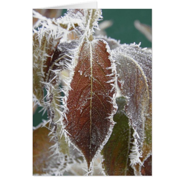 Frosted Leaves (Front)